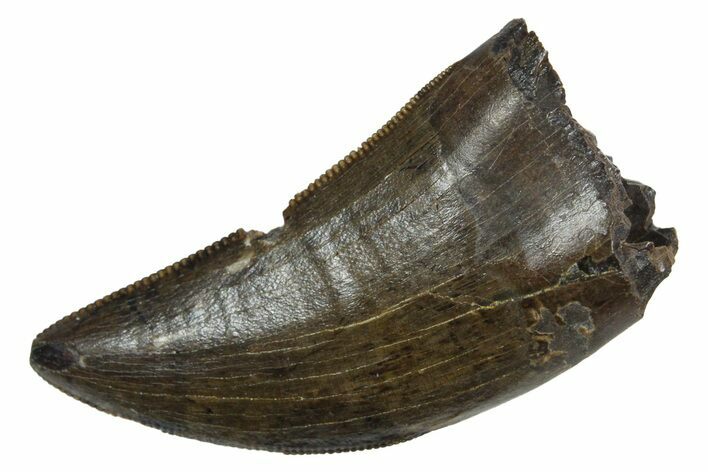 Serrated, Tyrannosaur (Nanotyrannus) Tooth - Montana #350428